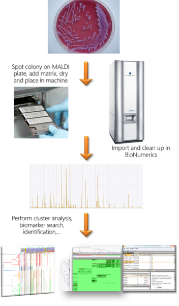 MALDI-TOF bacterial identification | BIONUMERICS